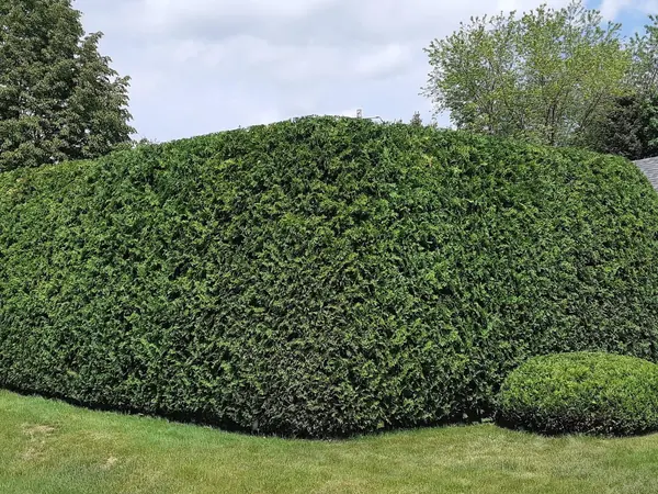 Grande haie de cèdres retaillée aux lignes nettes